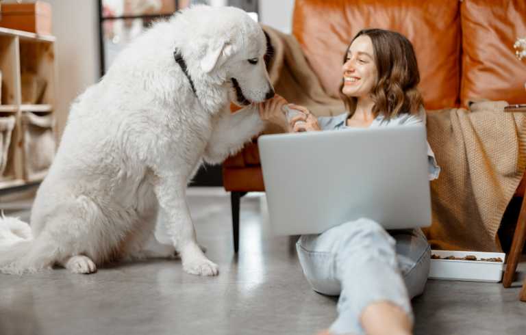 professional girl working on laptop playing with dog in house