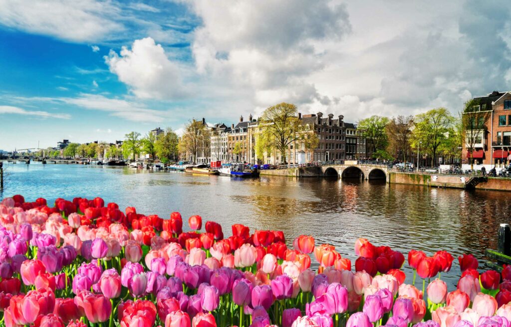 Amsterdam canals with tulips, historic houses, and arched bridges in The Netherlands.